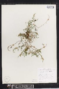 Selaginella extensa image