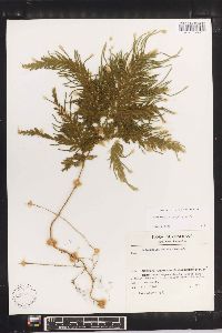 Selaginella fragilis image