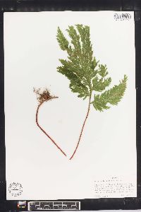 Selaginella haematodes image