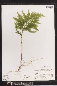 Selaginella hoffmannii image