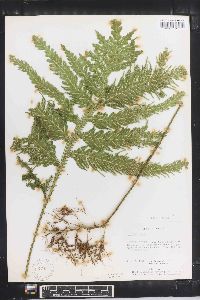 Selaginella oaxacana image