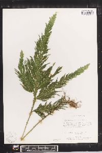 Selaginella oaxacana image