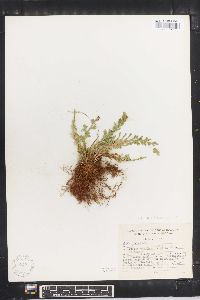 Selaginella pallescens image