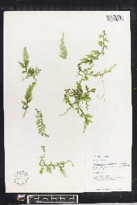 Selaginella pallescens image