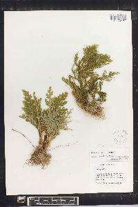 Selaginella pallescens image