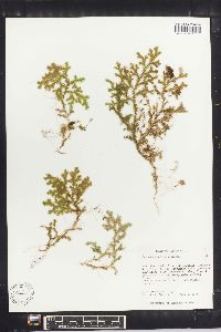 Selaginella krugii image