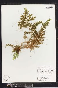 Selaginella krugii image