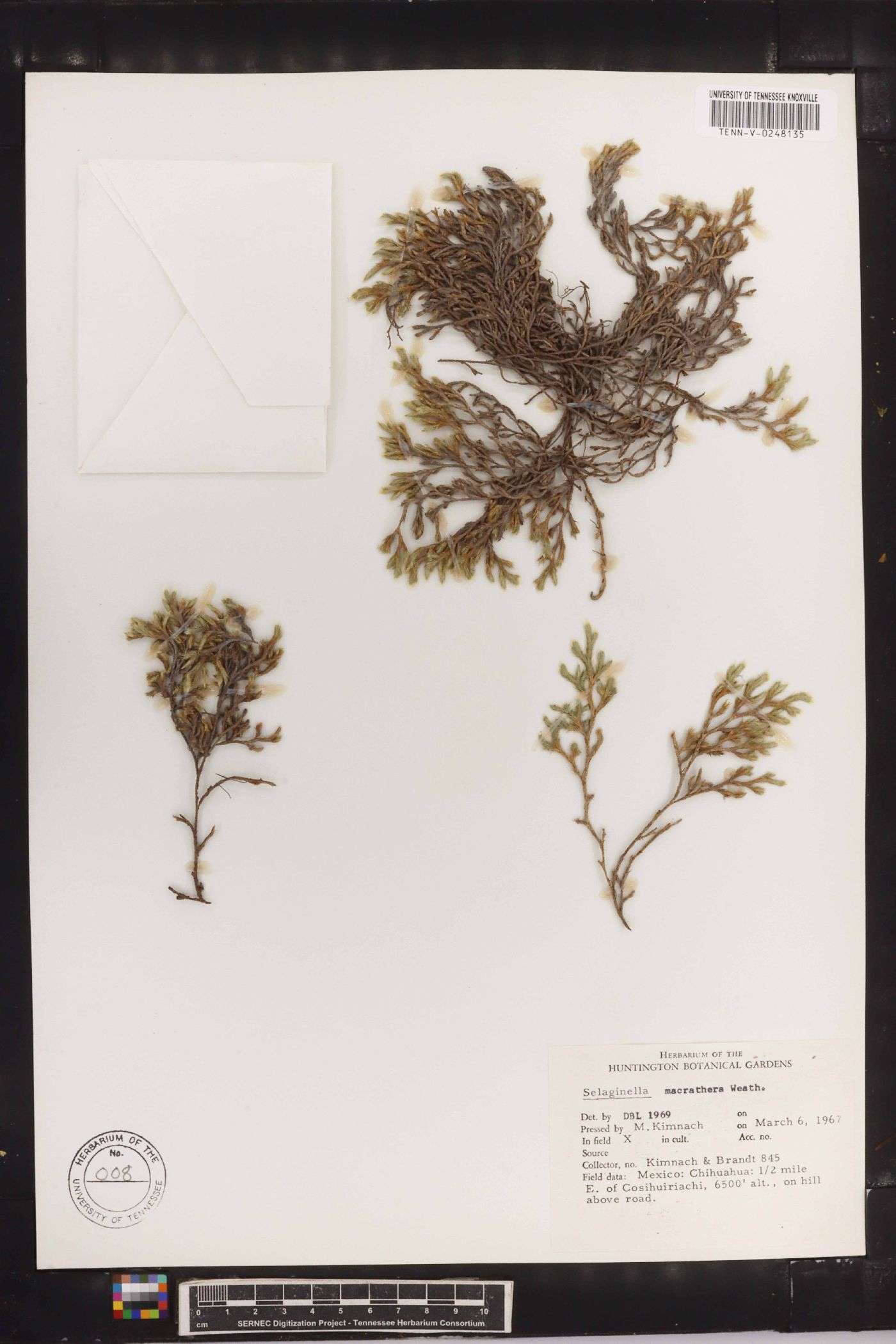 Selaginella macrathera image