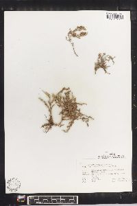 Selaginella peruviana image