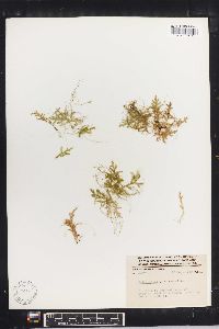 Selaginella porphyrospora image