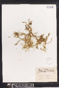 Selaginella porphyrospora image