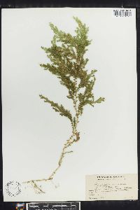 Selaginella sertata image