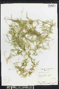 Selaginella sertata image