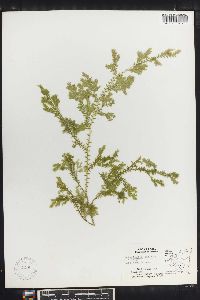 Selaginella sertata image