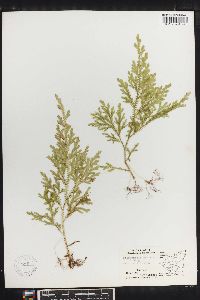 Selaginella sertata image