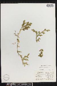 Selaginella sertata image