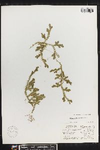 Selaginella sertata image