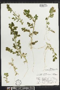 Selaginella silvestris image