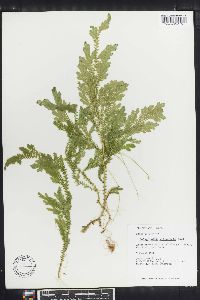 Selaginella silvestris image