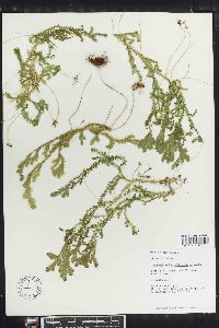 Selaginella silvestris image