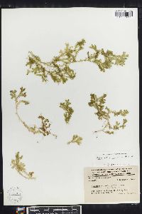 Selaginella silvestris image