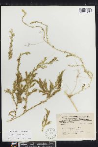 Selaginella stellata image