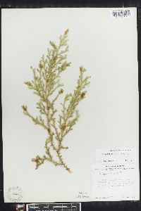 Selaginella stellata image