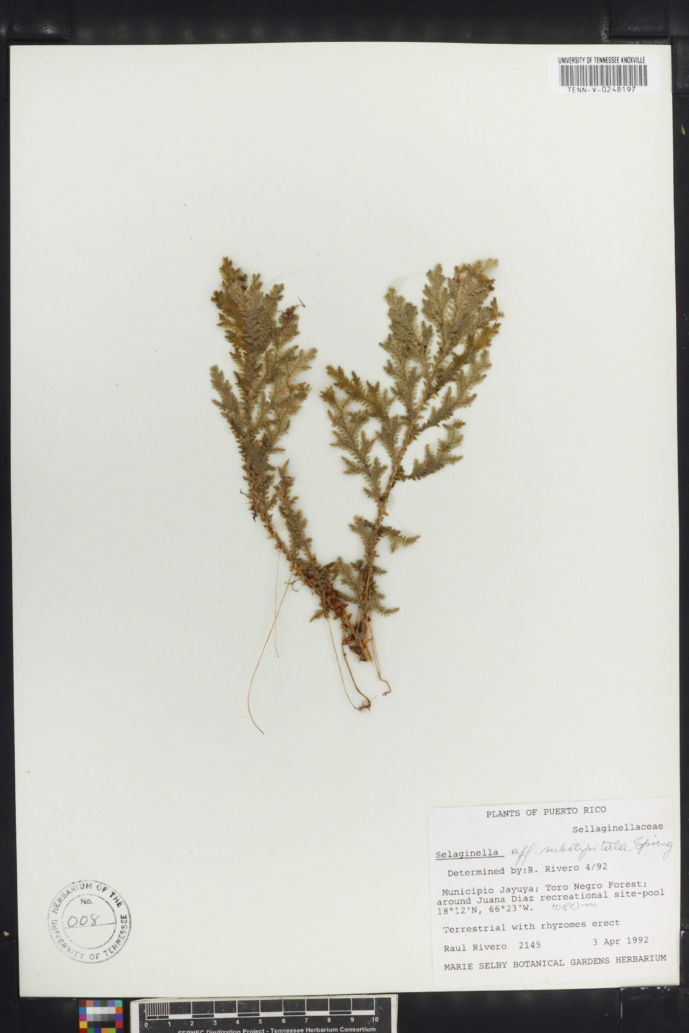 Selaginella substipitata image