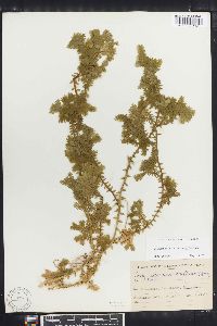 Selaginella sulcata image