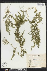 Selaginella delicatula image