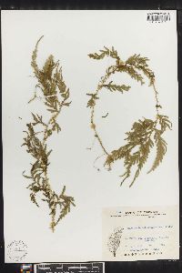 Selaginella delicatula image