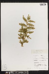 Selaginella delicatula image