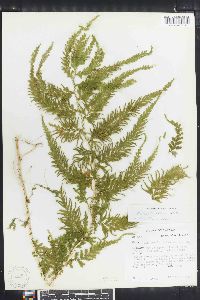 Selaginella delicatula image