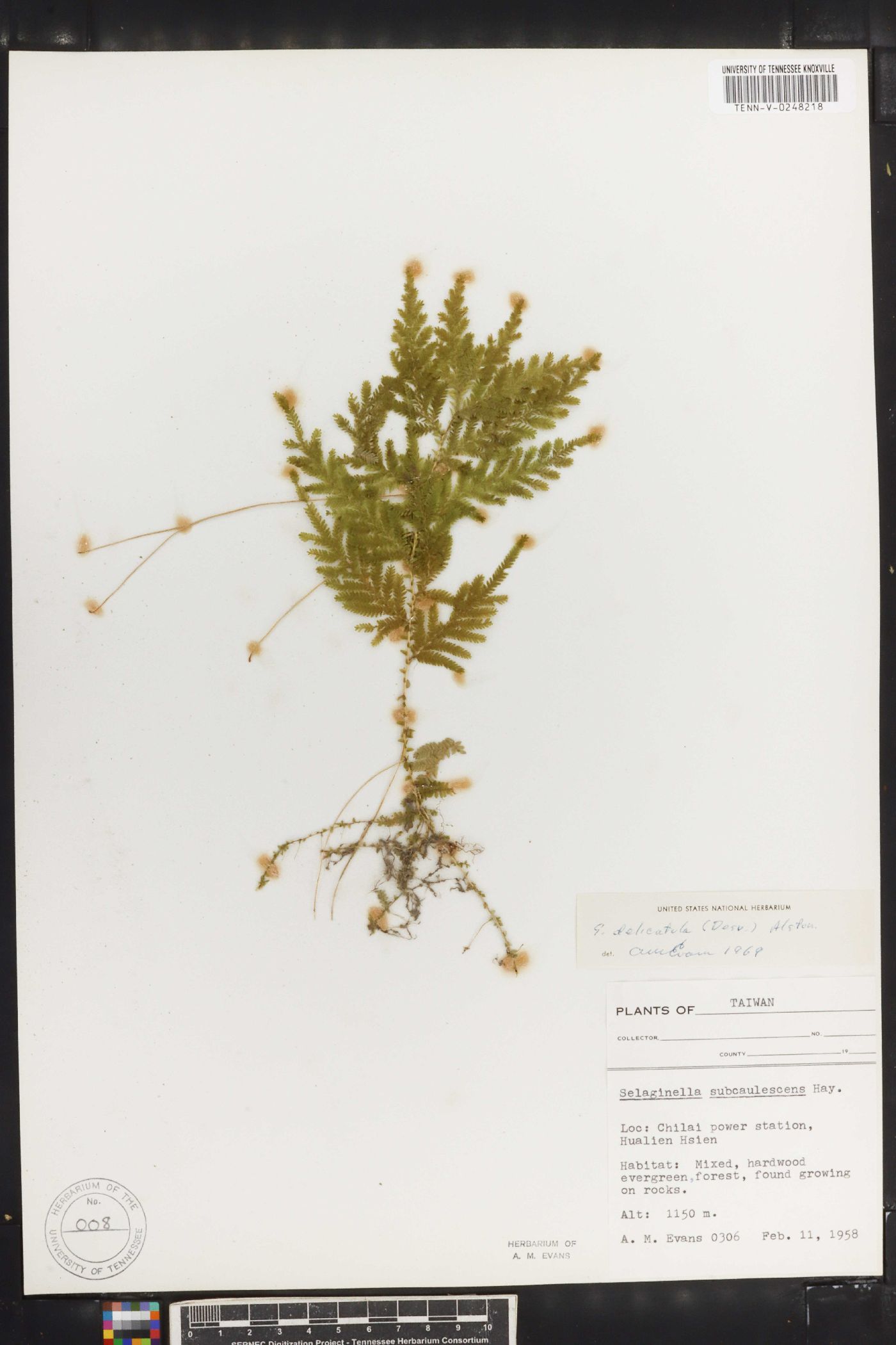 Selaginella delicatula image