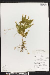 Selaginella delicatula image