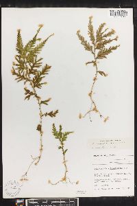 Selaginella delicatula image