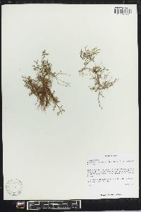 Selaginella sanguinolenta image