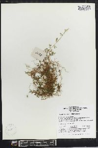 Selaginella sinensis image