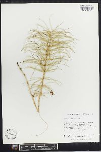 Equisetum pratense image