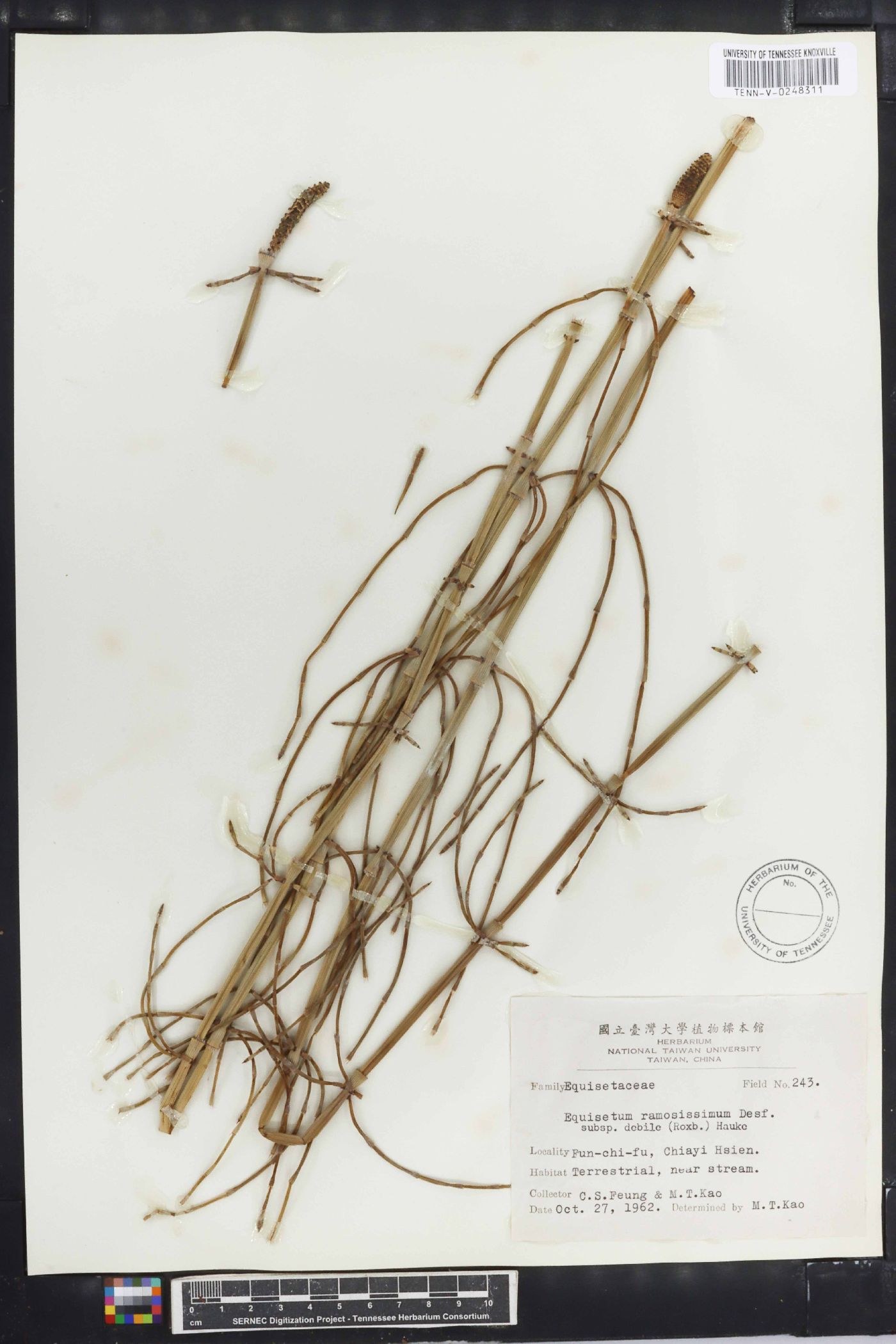Equisetum ramosissimum image