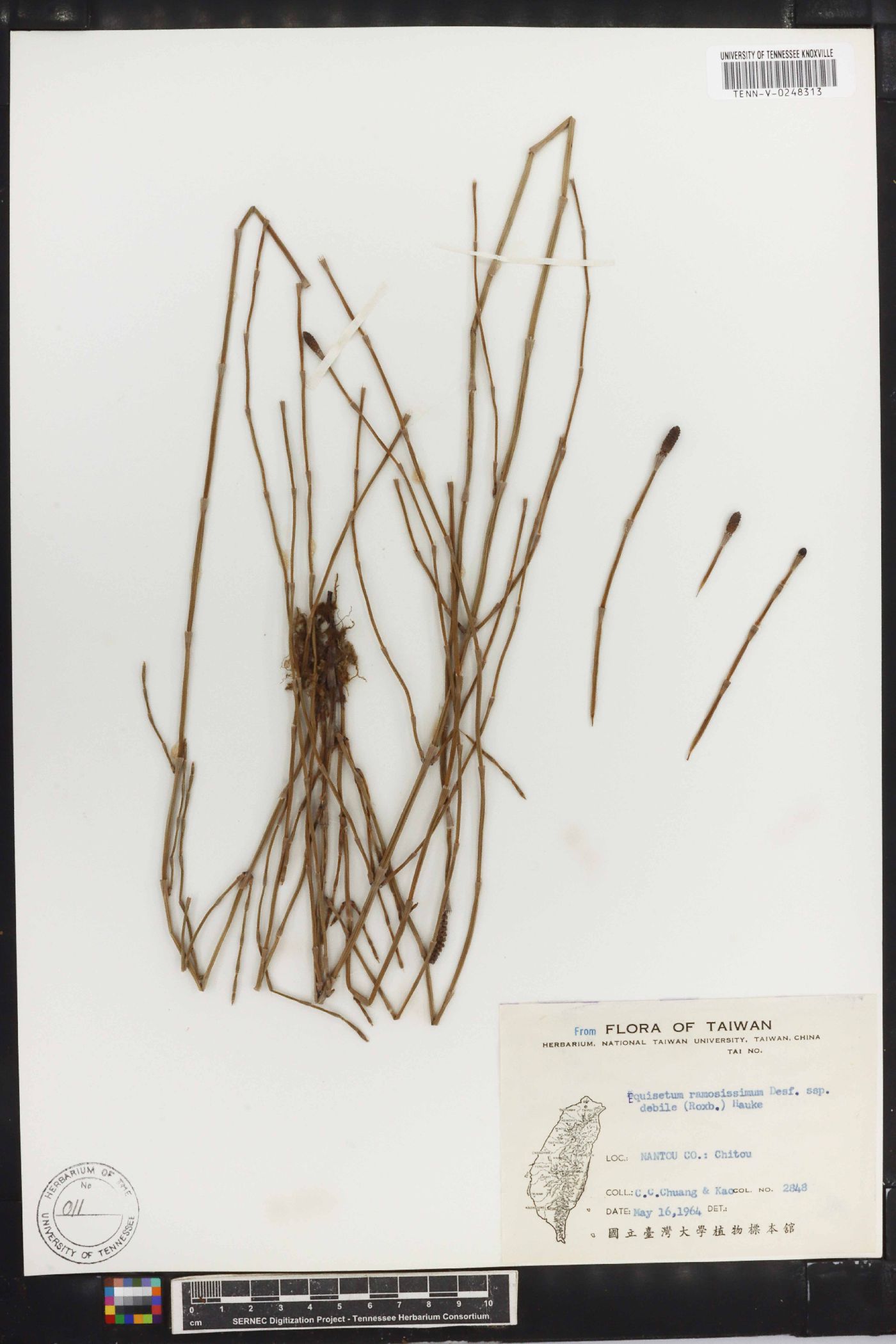 Equisetum ramosissimum image