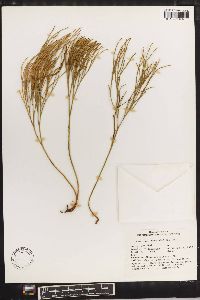 Psilotum nudum image