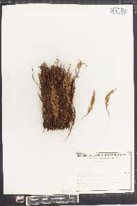 Tmesipteris parva image