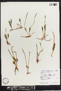 Ophioglossum nudicaule image