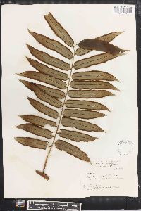 Angiopteris lygodiifolia image