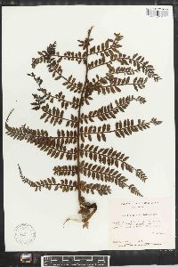 Marattia weinmanniifolia image