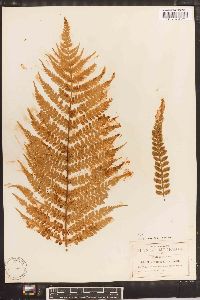 Marattia alata image