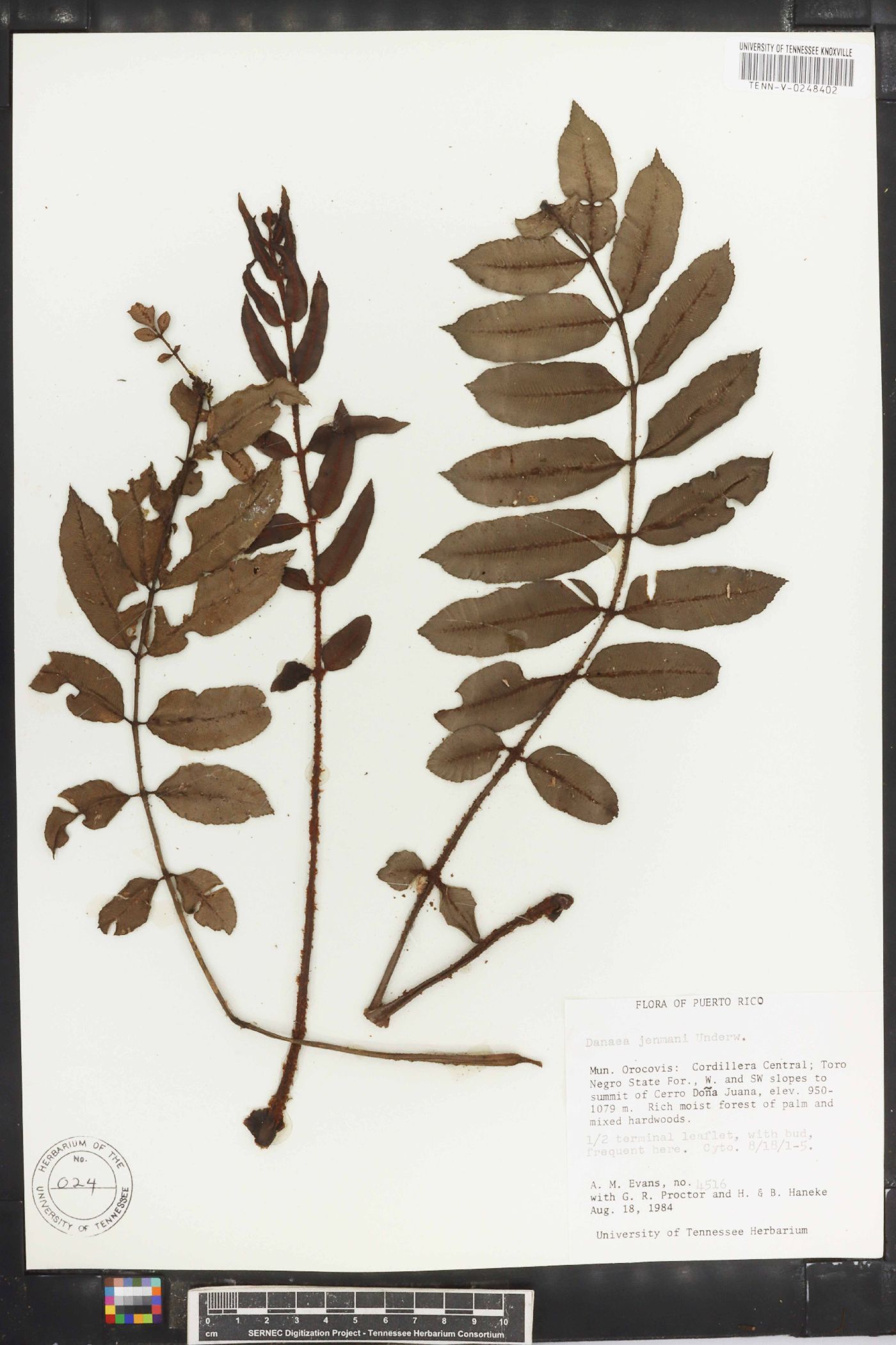 Danaea jenmanii image