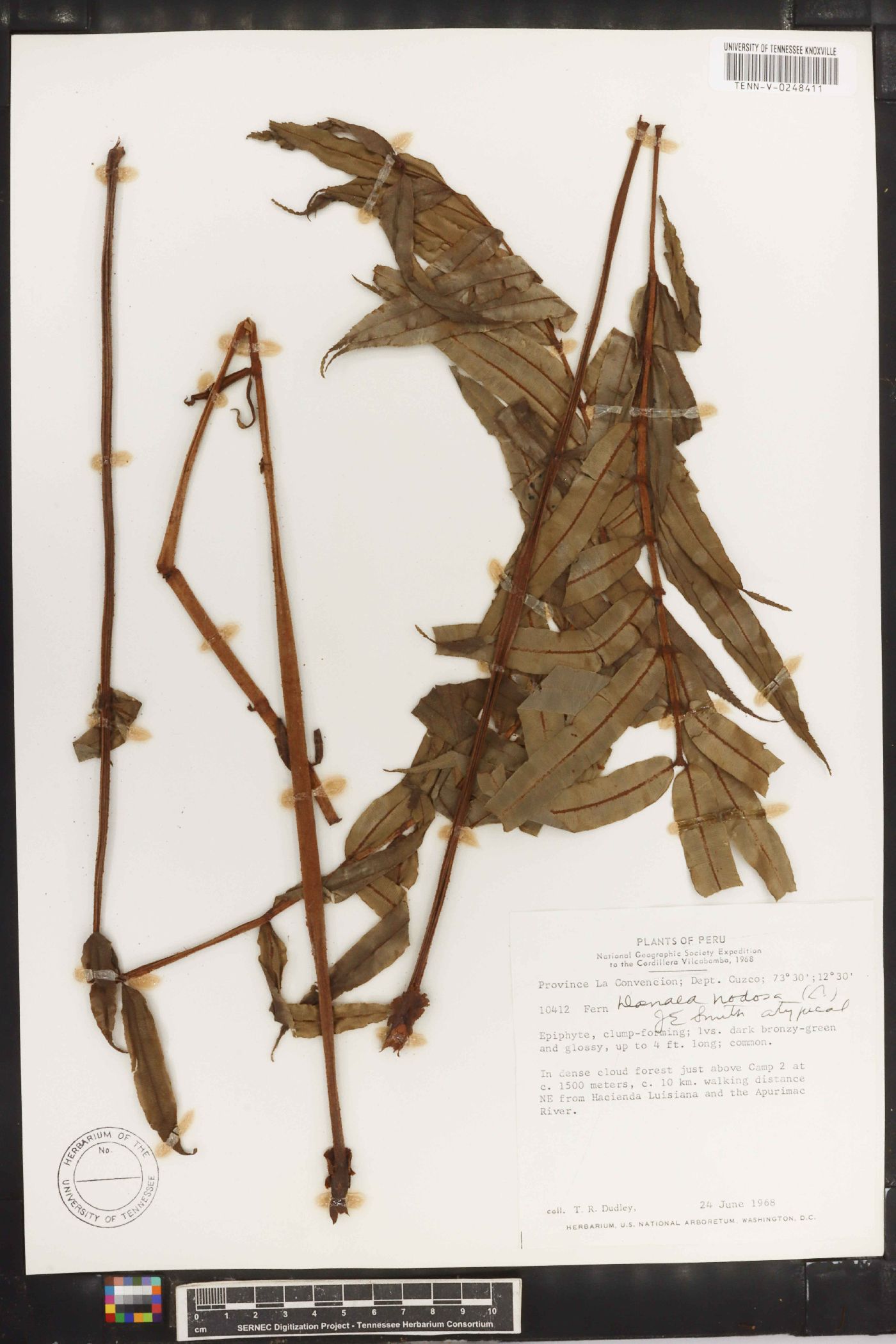 Danaea nodosa image