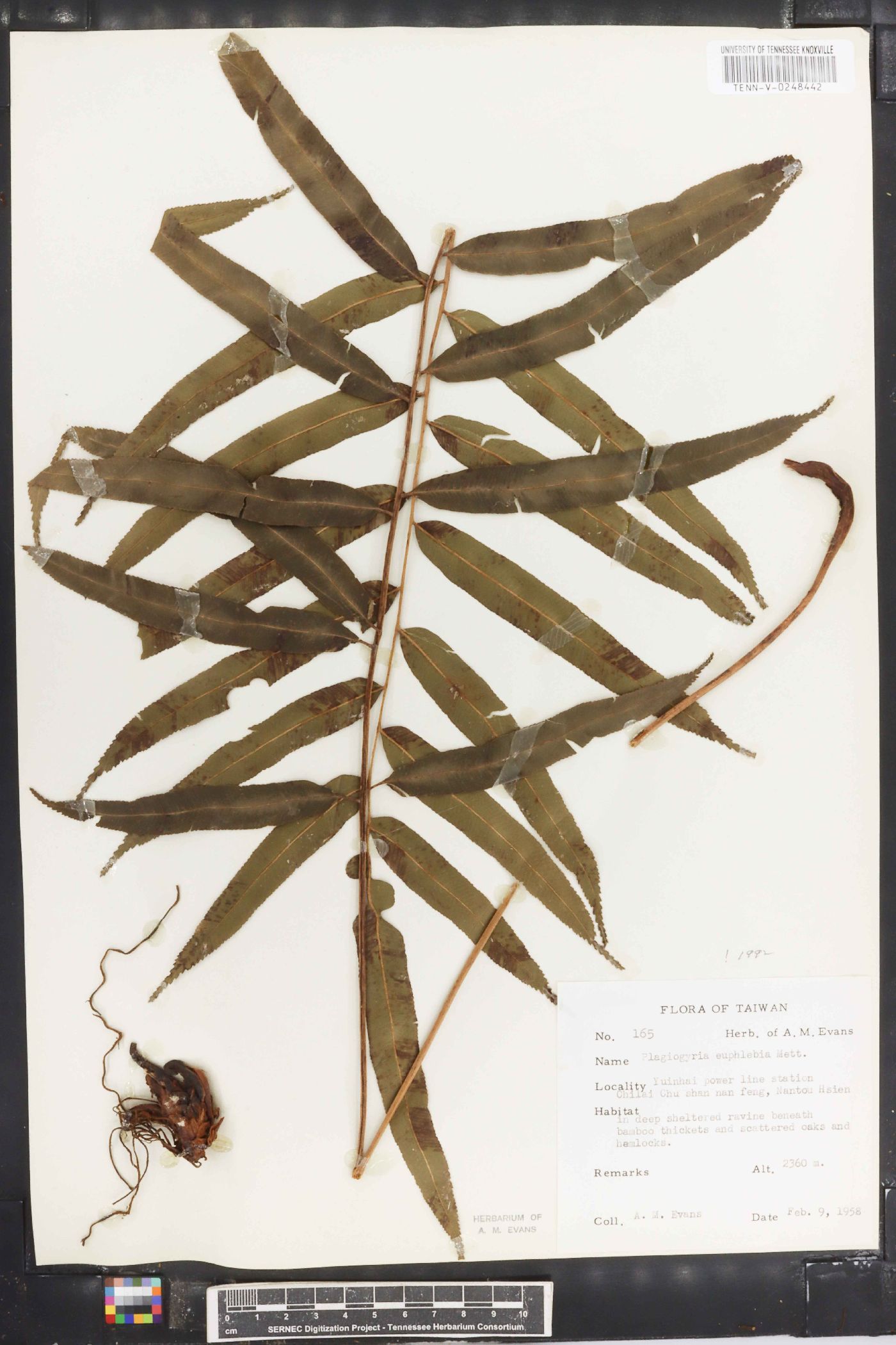 Plagiogyria euphlebia image